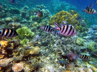 Vibrant Marine Life Swimming Among the Coral Reef in Hurghada's Red Sea Habitat