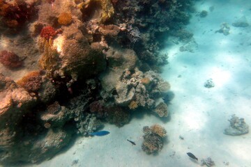 Exploring the Vibrant Coral Reef Ecosystem in Hurghada, Egypt Captures Beauty of Underwater Life