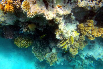 Exploring the Vibrant Coral Reef of the Red Sea in Hurghada, Egypt, Showcasing Diverse Marine Life