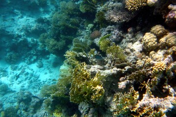 Naklejka na ściany i meble Exploring Vibrant Coral Reefs in the Red Sea Near Hurghada, Egypt