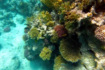 Amateur Photography of the Vibrant Coral Reef Marine Life in the Red Sea, Hurghada, Egypt