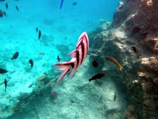 Exploring the Underwater Coral Reef of Red Sea in Hurghada, Egypt, Revealing Vibrant Marine Life