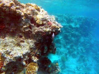Exploring the Vibrant Coral Reefs of Hurghada, Red Sea, Showcasing Tropical Marine Life