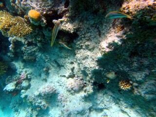 Amateur Exploration of the Vibrant Coral Reef Ecosystem in the Red Sea at Hurghada, Egypt