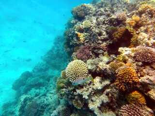 Exploring Vibrant Marine Life in Coral Reef of the Red Sea, Hurghada During an Underwater Adventure