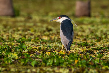 Black crowned Night heron, Nycticorax nycticorax ​ ,Pantanal, Mato Grosso, Brazil