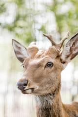Portrait. A small fawn walks in a paddock on a ranch, on a private eco-farm or in a contact zoo. Animal husbandry. Love for animals.