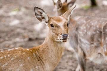 Portrait. A small fawn walks in a paddock on a ranch, on a private eco-farm or in a contact zoo. Animal husbandry. Love for animals.