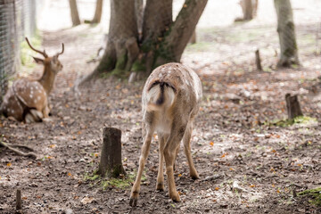 Portrait. A small fawn walks in a paddock on a ranch, on a private eco-farm or in a contact zoo....