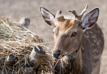 Portrait. A small fawn walks in a paddock on a ranch, on a private eco-farm or in a contact zoo. Animal husbandry. Love for animals.