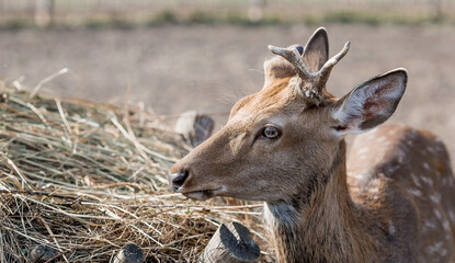 Portrait. A small fawn walks in a paddock on a ranch, on a private eco-farm or in a contact zoo. Animal husbandry. Love for animals.