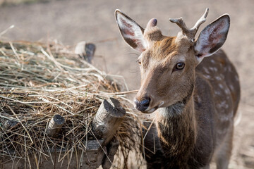 Portrait. A small fawn walks in a paddock on a ranch, on a private eco-farm or in a contact zoo....