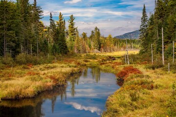 A wetland surrounded by a forest in Adirondack National Park in Upper New York