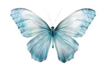 Fototapeta premium Blue Butterfly Isolated