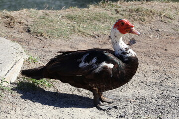 Happy Goose Portrait