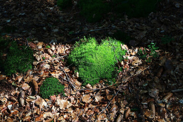 Moos in Form von einem Herzen auf einem Waldboden mit Herbstlaub
