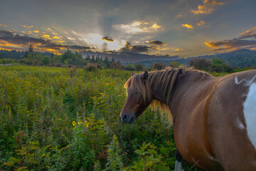 Grayson Highlands wild ponies at sunset