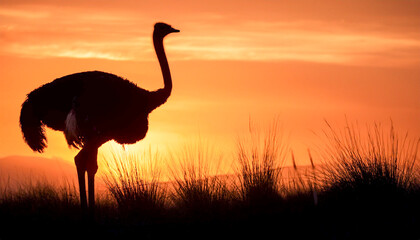 Silhouette of an ostrich