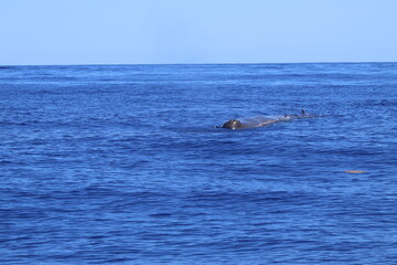 Fototapeta premium Sperm Whales. Mother and calf. Whale Whatching in Azores Islands
