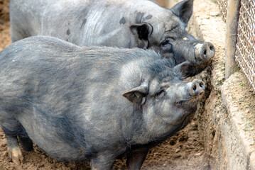A black pig shot in close-up
