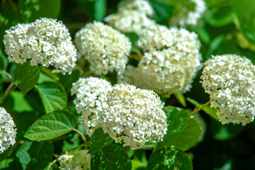 White hydrangea blooms in summer in the city Park
