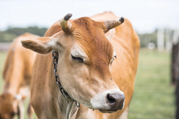Fototapeta premium Livestock. Cows graze in a meadow. The concept of animal husbandry and rural life. Chipping of animals. A pet on an eco-farm. Agricultural industry.