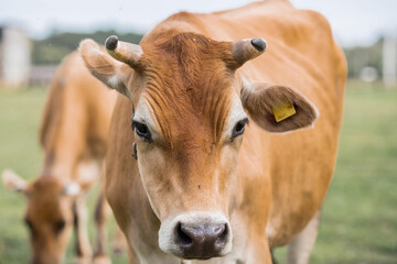 Livestock. Cows graze in a meadow. The concept of animal husbandry and rural life. Chipping of animals. A pet on an eco-farm. Agricultural industry.