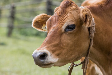 Livestock. Cows graze in a meadow. The concept of animal husbandry and rural life. Chipping of animals. A pet on an eco-farm. Agricultural industry.