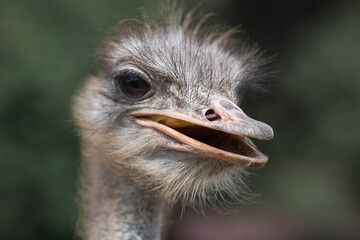 Poultry. Portrait of an ostrich in a pen. The concept of animal husbandry and rural life. Close-up. A pet on an eco-farm. Agricultural industry.