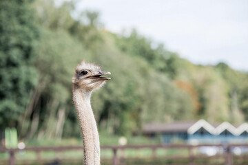 Poultry. Portrait of an ostrich in a pen. The concept of animal husbandry and rural life. Close-up. A pet on an eco-farm. Agricultural industry.