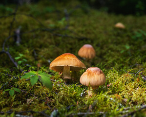 mushroom in the grass