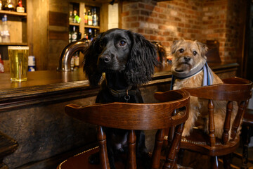 Black Cocker Spaniel Sitting at Pub Bar with Pint