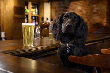 Black Cocker Spaniel Sitting at Pub Bar with Pint