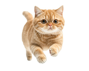 Cat kitten in motion pose transparent background