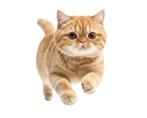 Cat kitten in motion pose transparent background