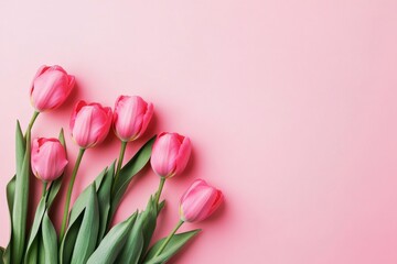 Fototapeta premium Pink Tulips on Pink Background in Flat Lay Top View, Featuring Space for Text, Ideal for Happy Mother’s Day or Women’s Day Celebration, Minimal Style Spring Floral Frame with Copy Space