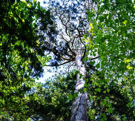 Skyview Canopy