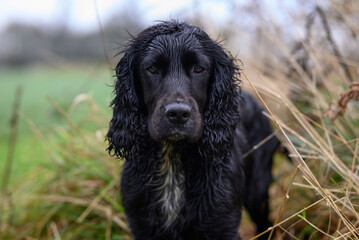 Sprocker Spaniel Wet Country Portrait: Detailed Image of a Friendly and Active Dog with Distinctive Features and Charming Personality