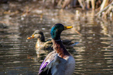 mallard duck on water Yucaipa California