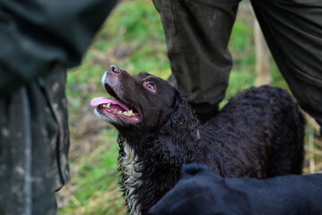 Sprocker Spaniel Wet Country Portrait: Detailed Image of a Friendly and Active Dog with Distinctive...