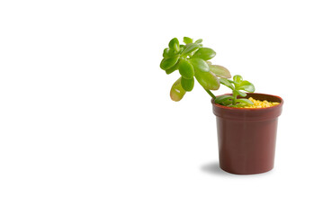 Obraz premium Minimalistic composition of a single succulent plant in a brown plastic pot on white background
