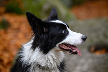 Fototapeta premium Border collie portrait