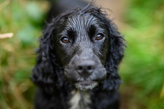 Black Sprocker Spaniel Sitting Calmly: High-Resolution Shot of a Beautiful Dog with a Glossy Black Fur