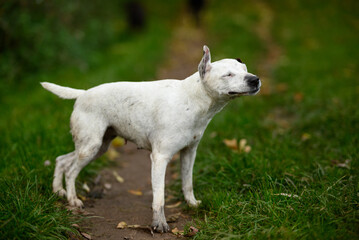 Fototapeta premium Dog Shaking Water Off: Action Shot of a Wet Dog in Mid-Shake, Water Droplets Flying Everywhere