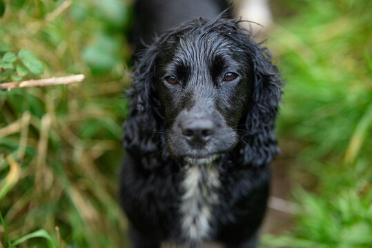 Black Sprocker Spaniel Sitting Calmly: High-Resolution Shot of a Beautiful Dog with a Glossy Black Fur