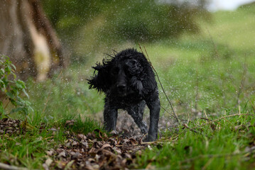 Dog Shaking Water Off: Action Shot of a Wet Dog in Mid-Shake, Water Droplets Flying Everywhere