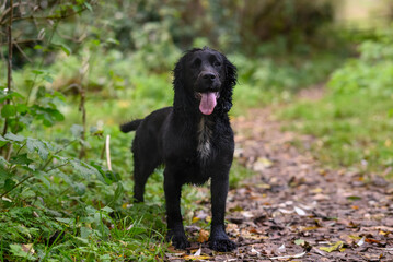 Black Sprocker Spaniel: Close-Up Portrait of a Playful and Affectionate Dog with Shiny Coat