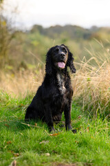 Black Sprocker Spaniel: Close-Up Portrait of a Playful and Affectionate Dog with Shiny Coat