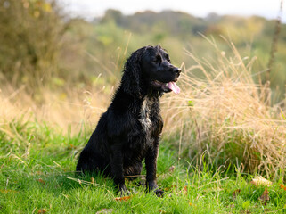 Black Sprocker Spaniel: Close-Up Portrait of a Playful and Affectionate Dog with Shiny Coat