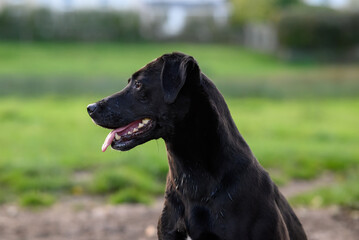 Black labrador dog